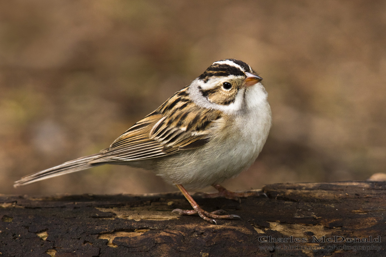 Clay-colored Sparrow