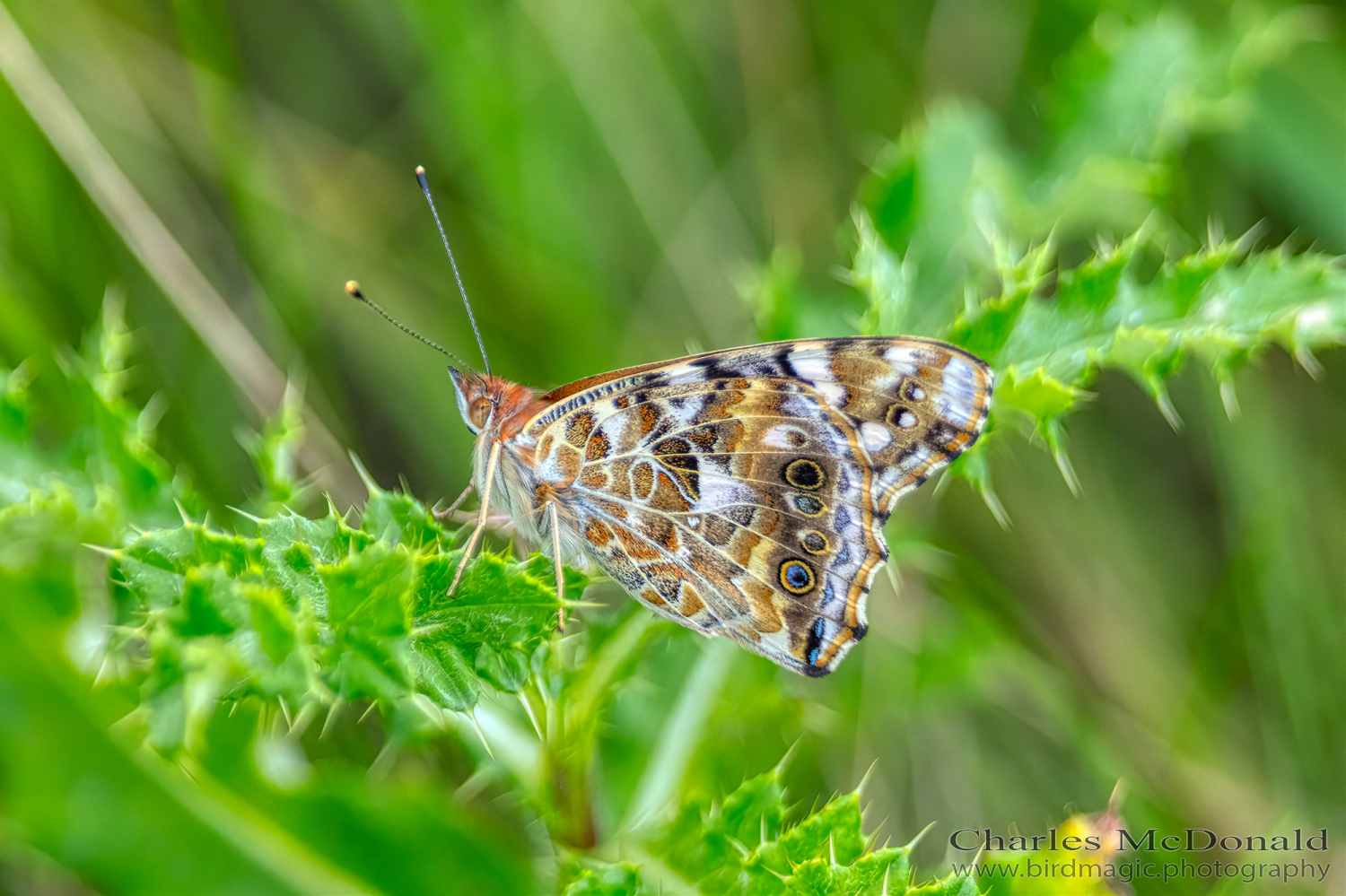 Painted lady