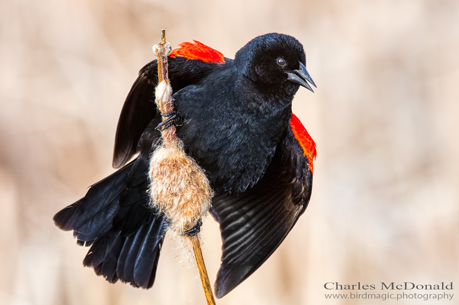 Red-winged Blackbird