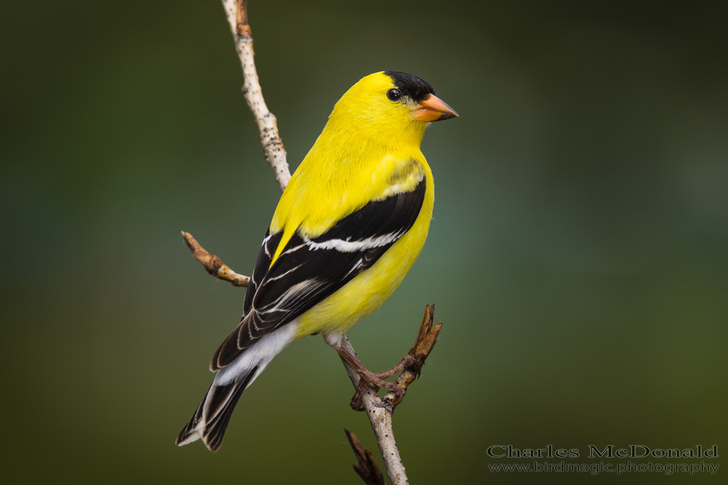 American Goldfinch