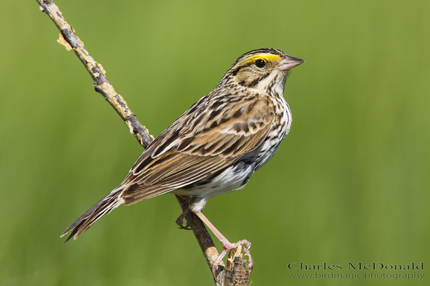 Savannah Sparrow