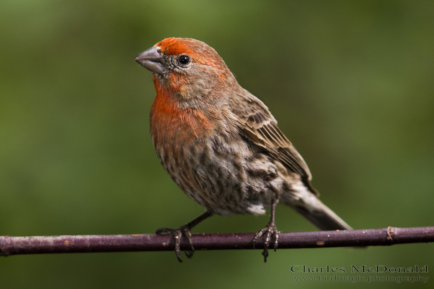 House Finch