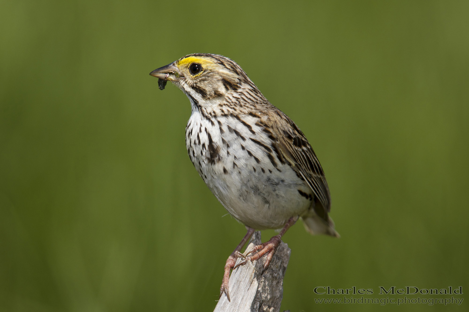 Savannah Sparrow