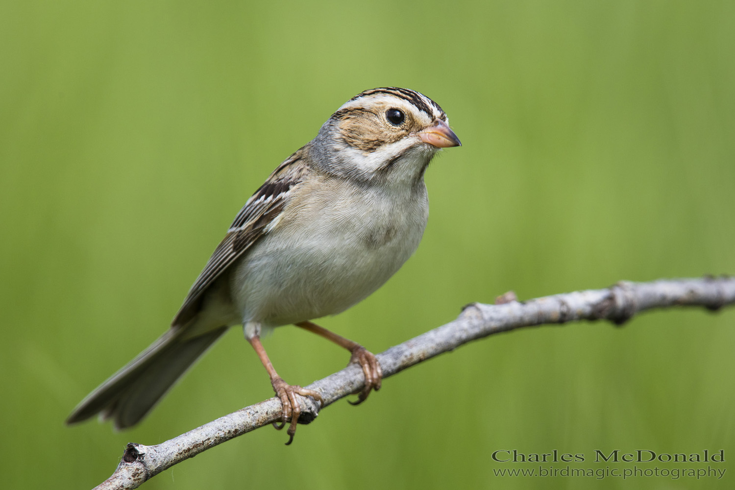 Clay-colored Sparrow