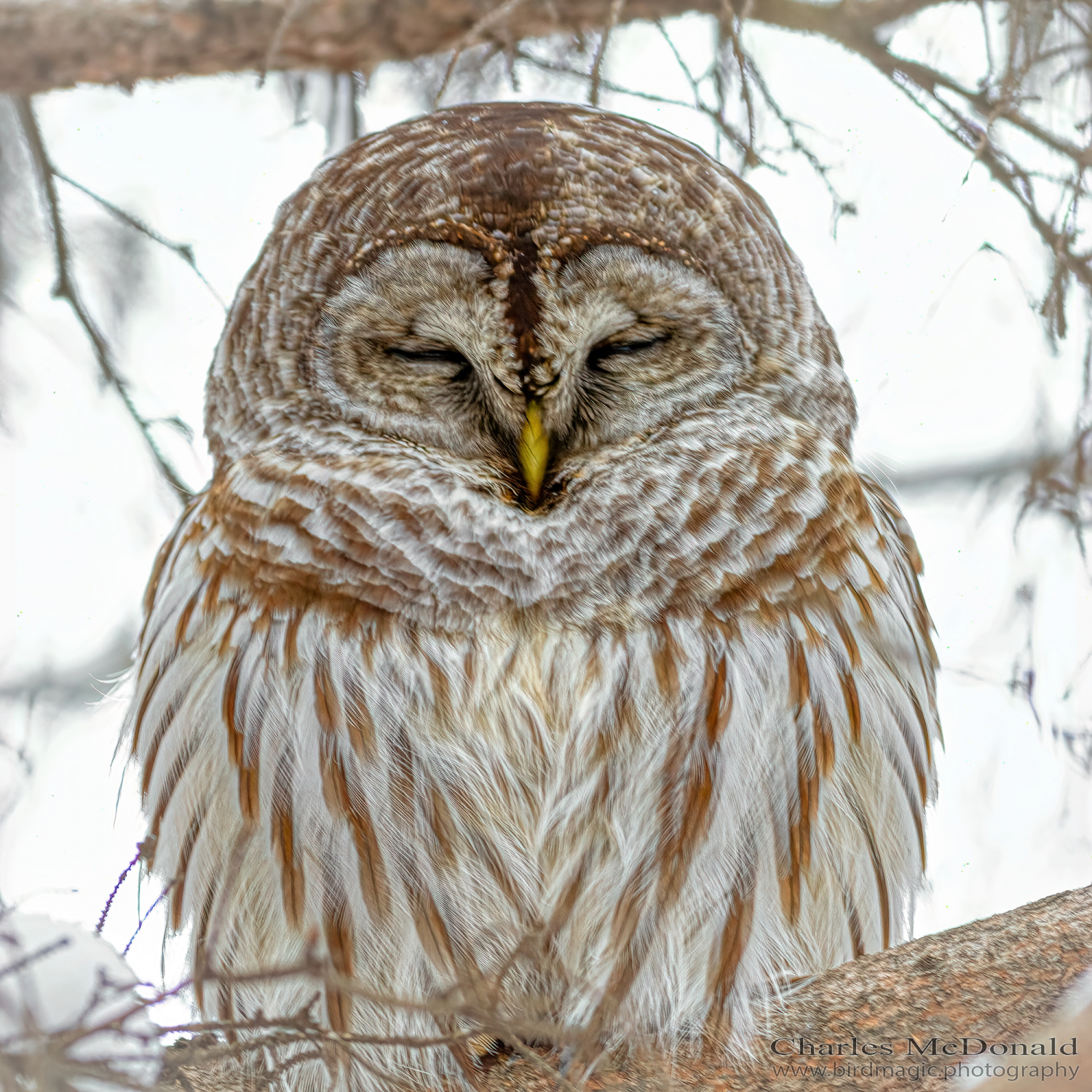 Barred Owl