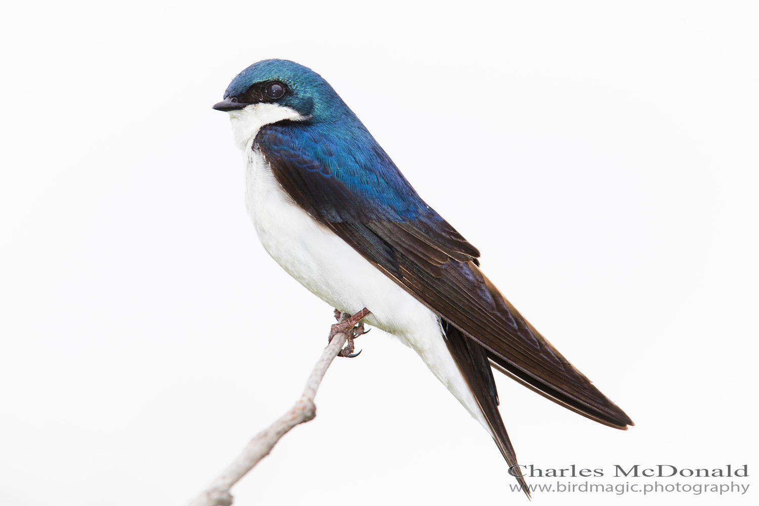 Tree Swallow