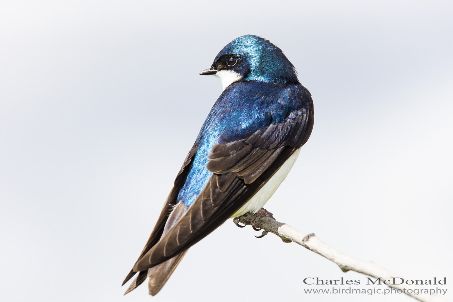 Tree Swallow