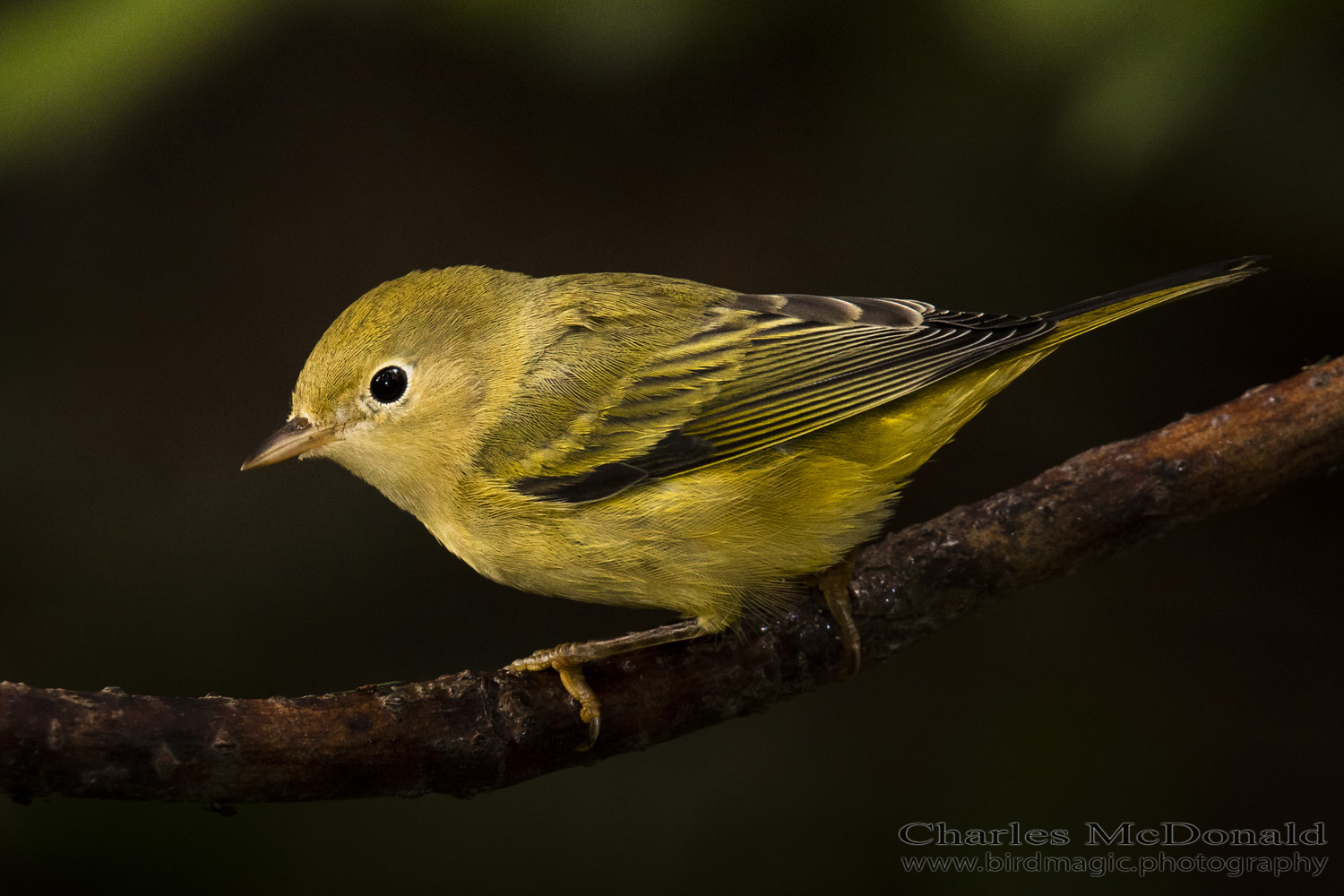 Yellow Warbler