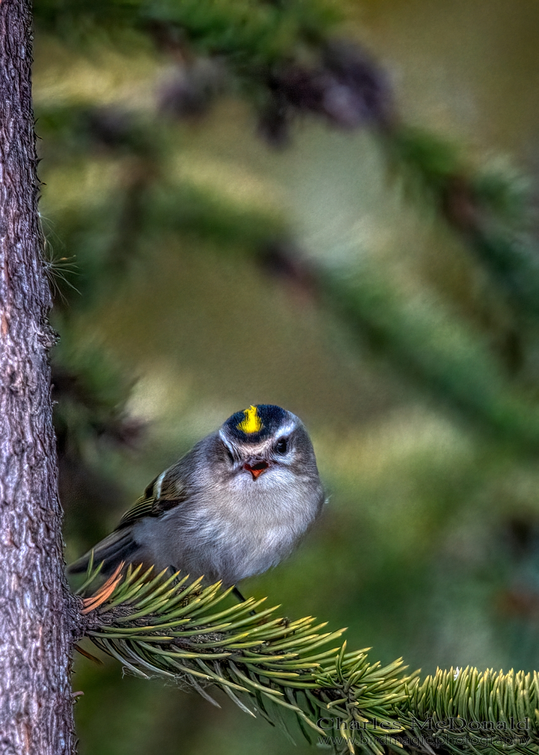 Golden-crowned Kinglet