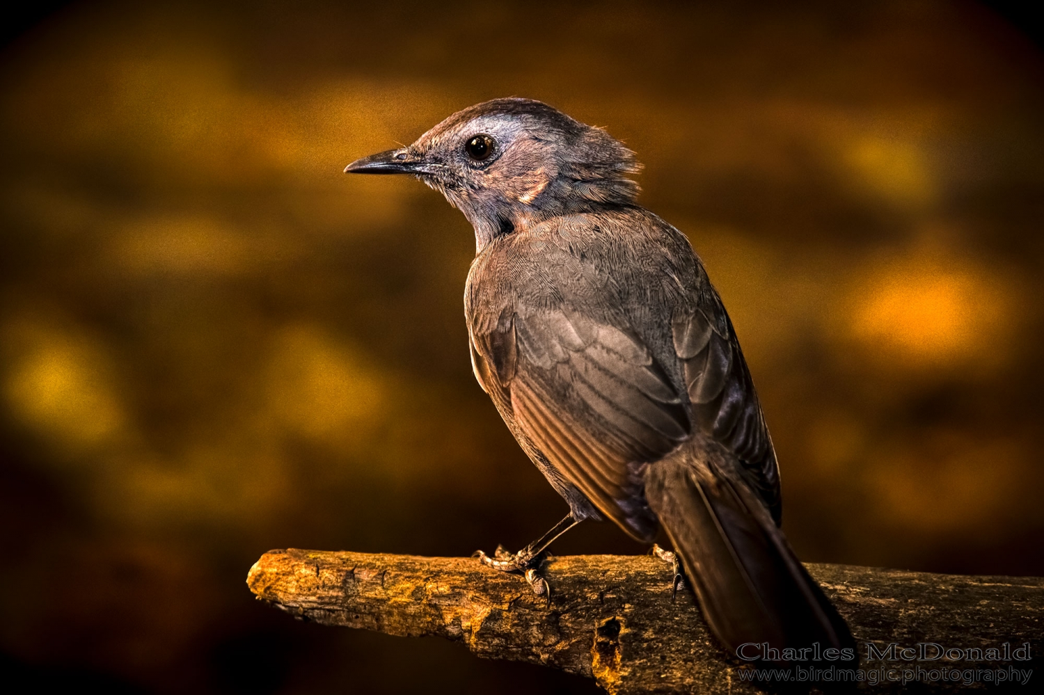 Gray Catbird