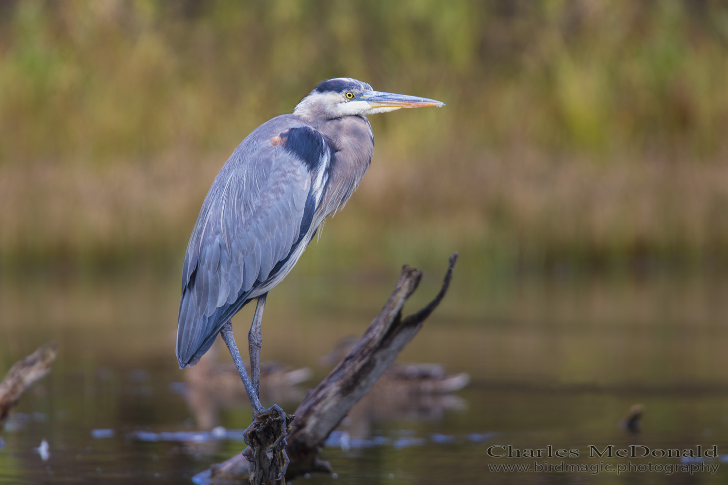 Great Blue Heron