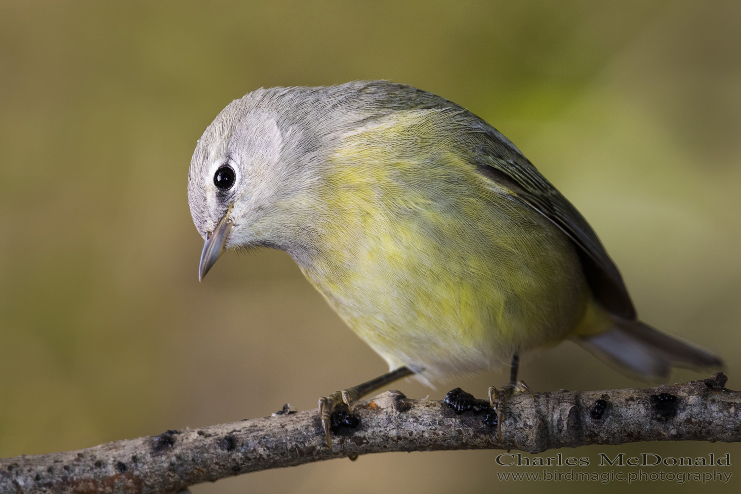 Orange-crowned Warbler