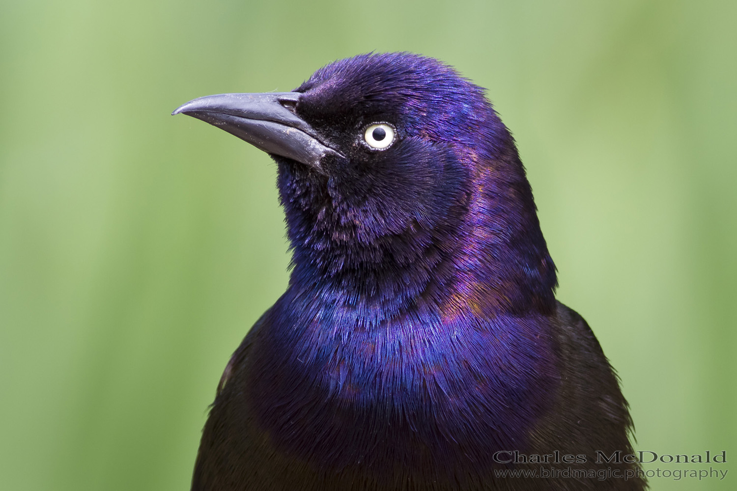 Common Grackle