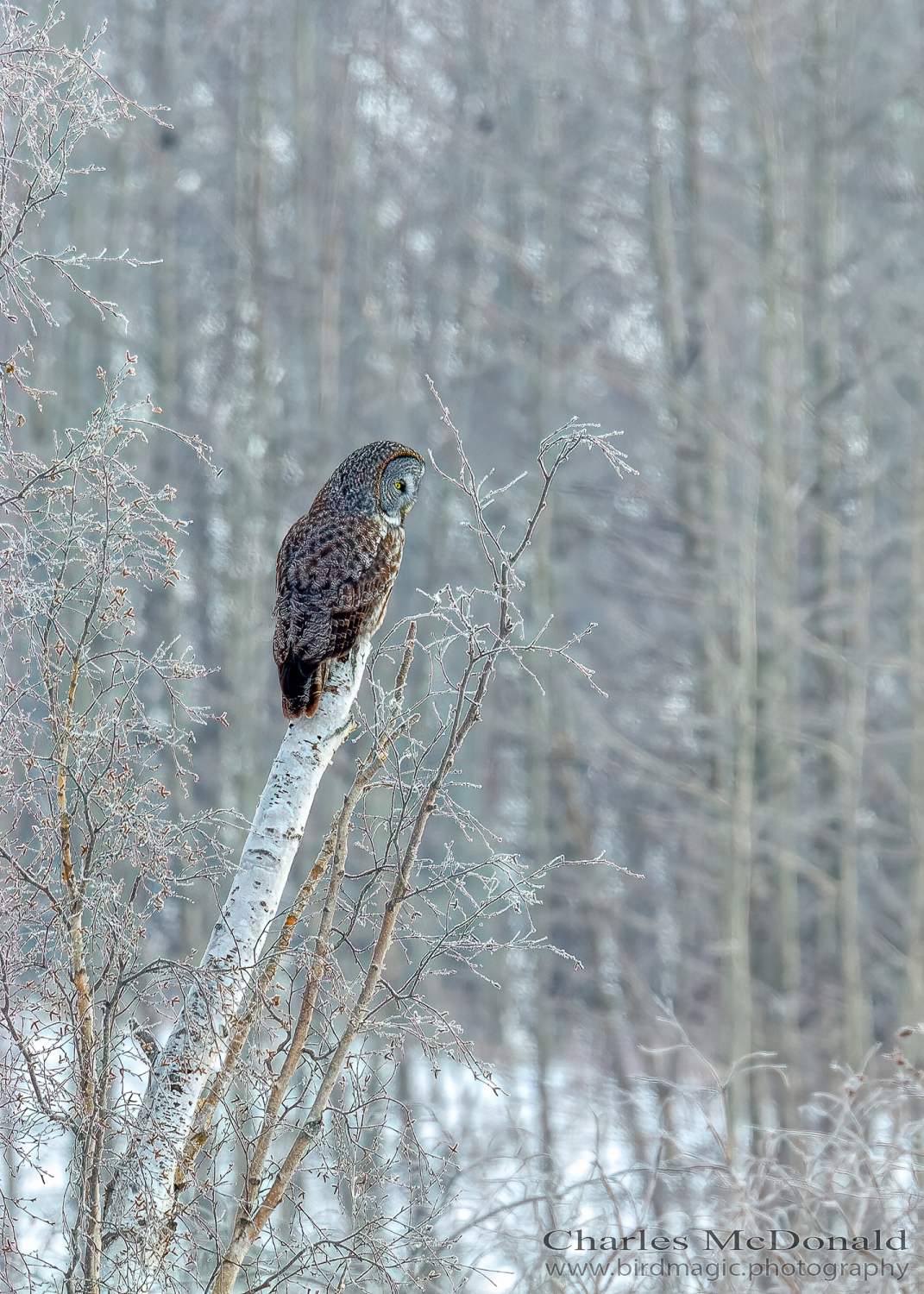 Great Gray Owl