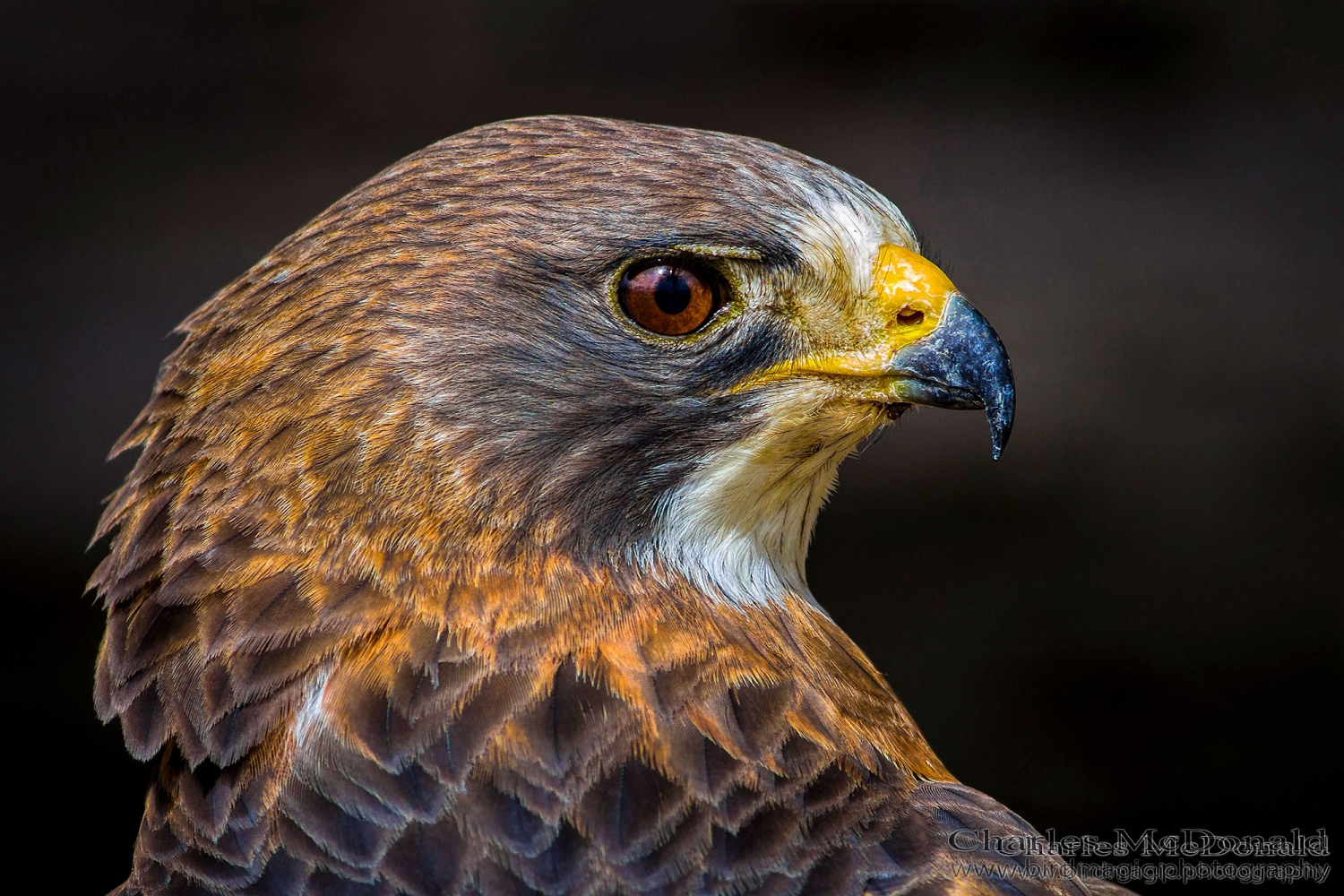 Swainson's Hawk