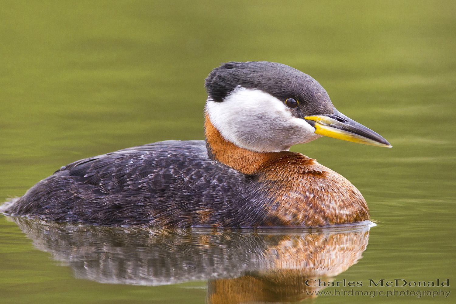 Red-necked Grebe