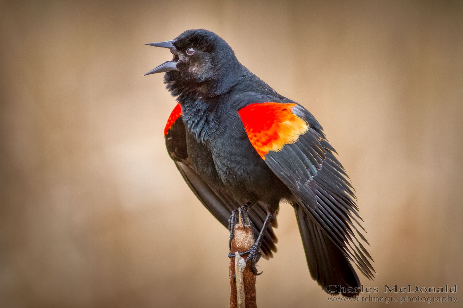 Red-winged Blackbird