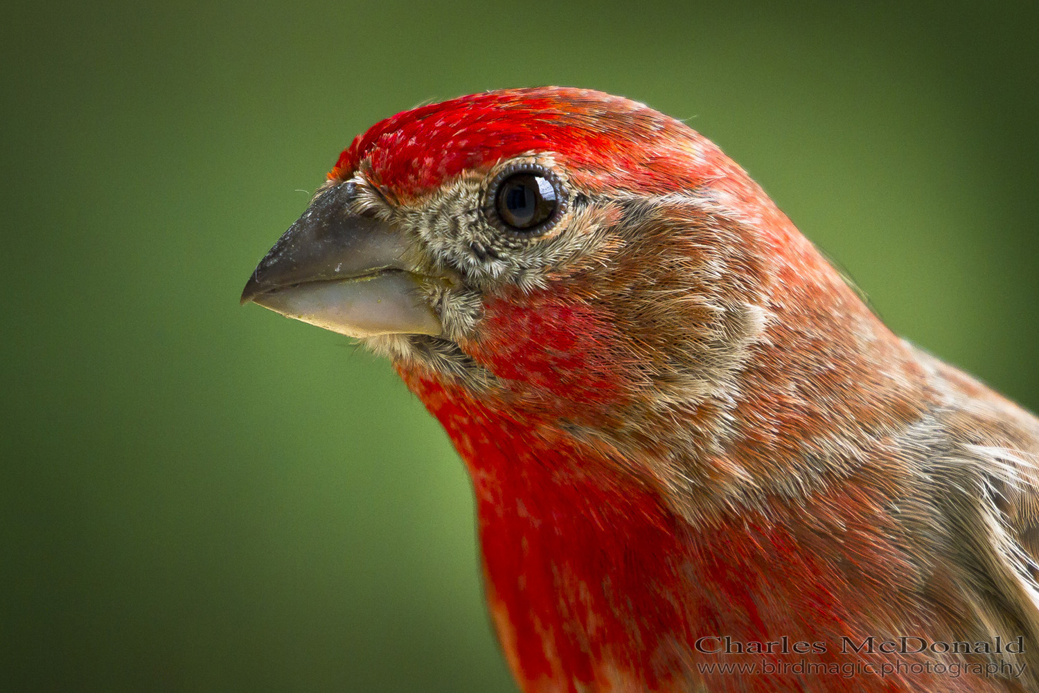 House Finch