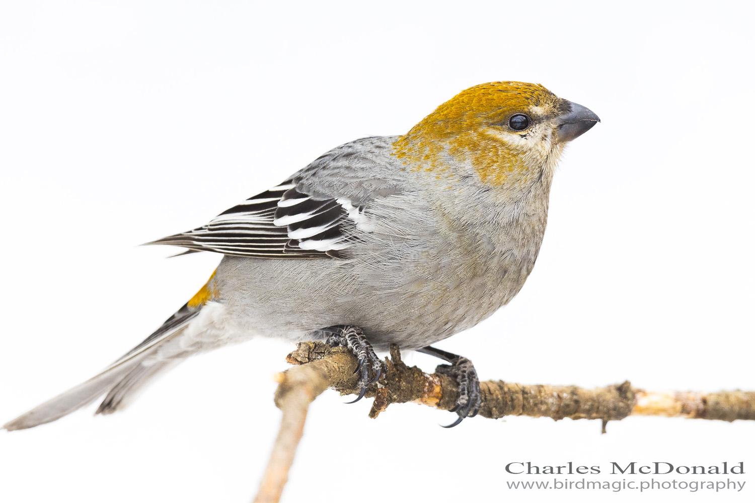 Pine Grosbeak