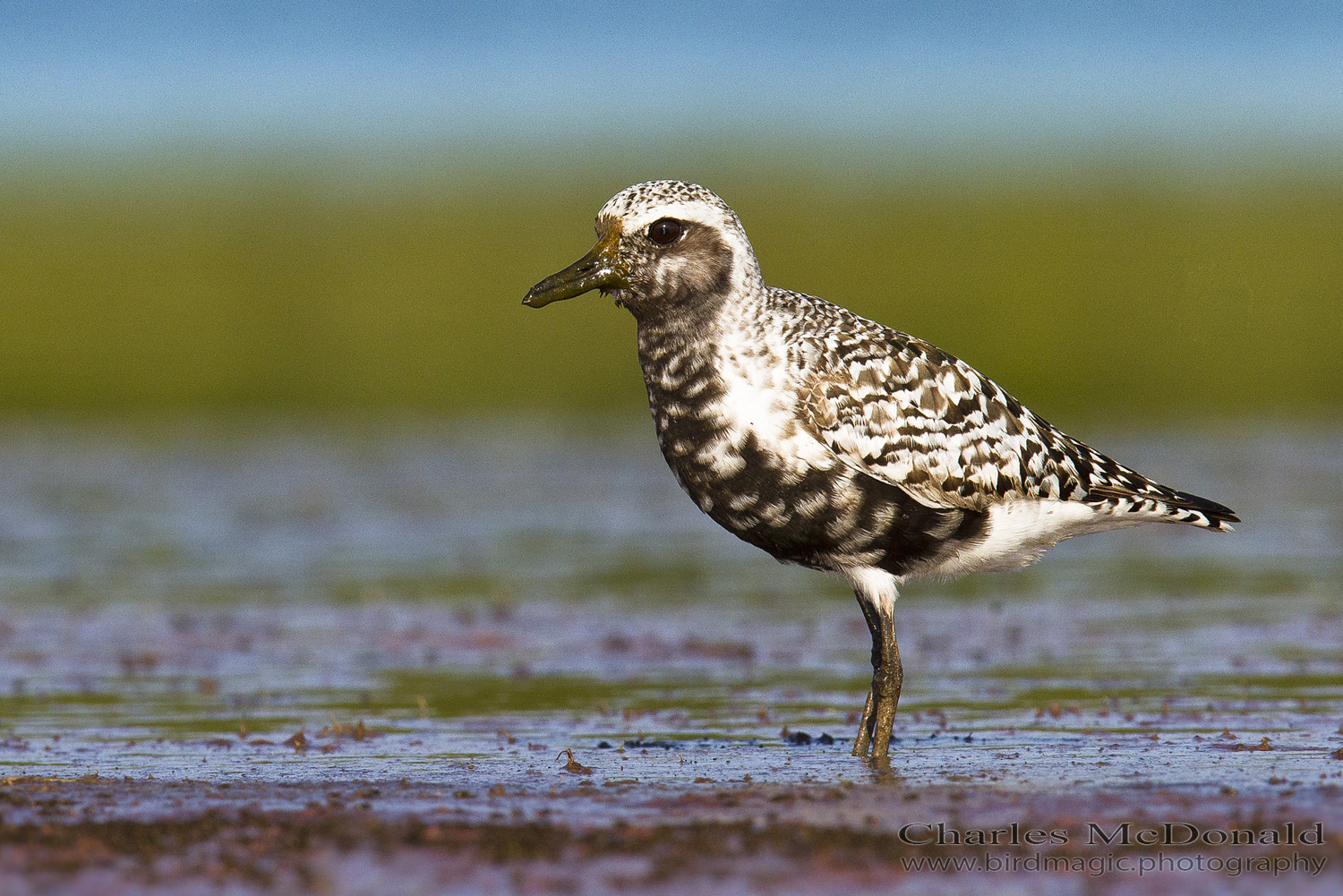 Black-bellied Plover