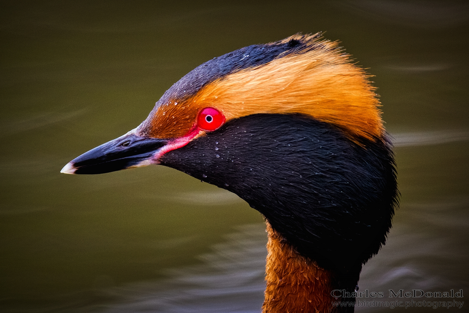 Horned Grebe