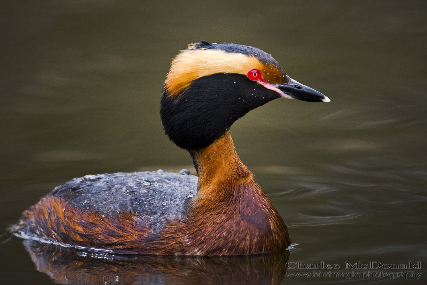 Horned Grebe