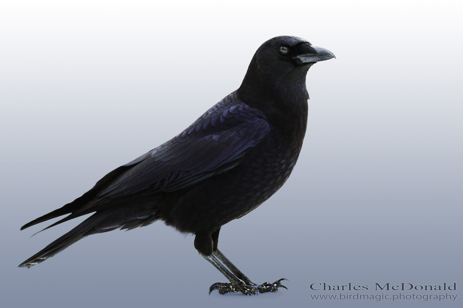 American Crow