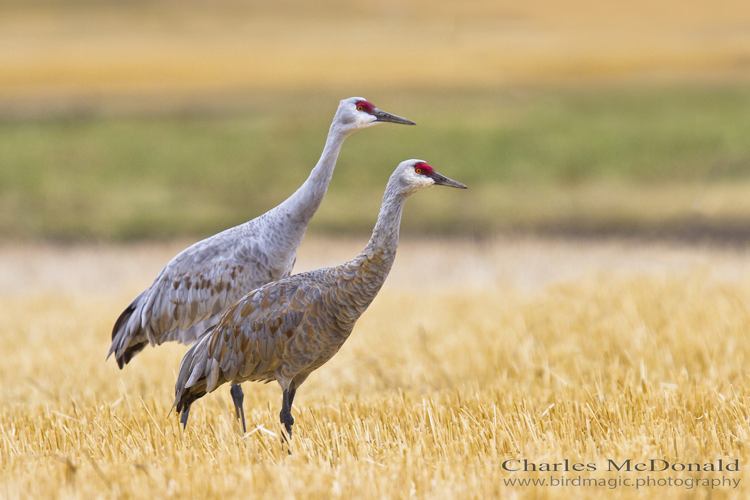 Sandhill Crane