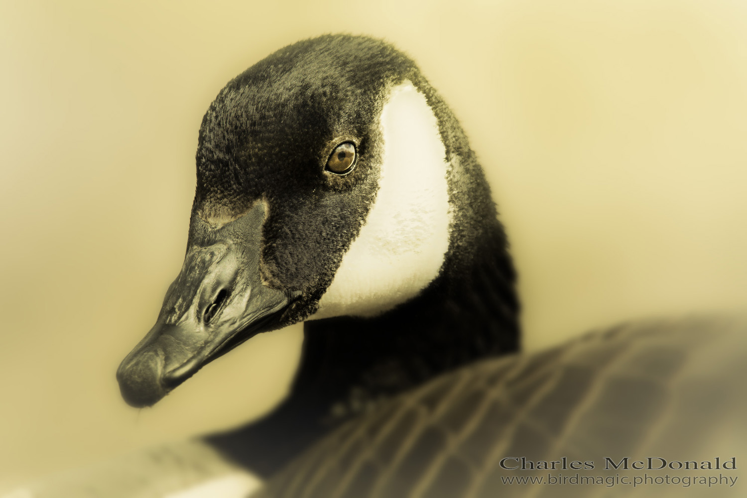 Canada Goose