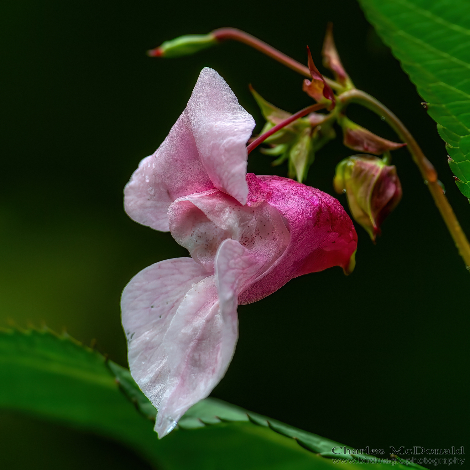 Himalayan Balsam