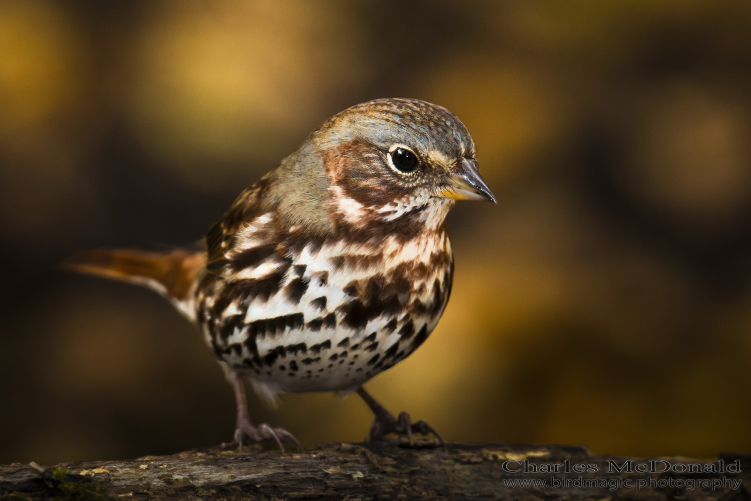 Fox Sparrow