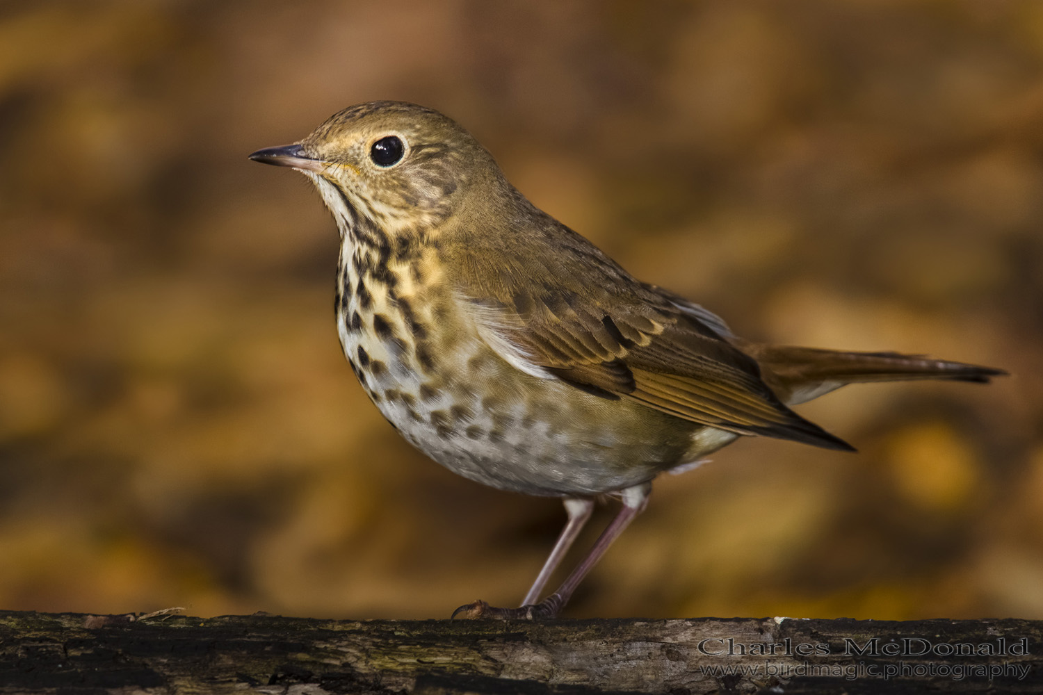 Swainson's Thrush