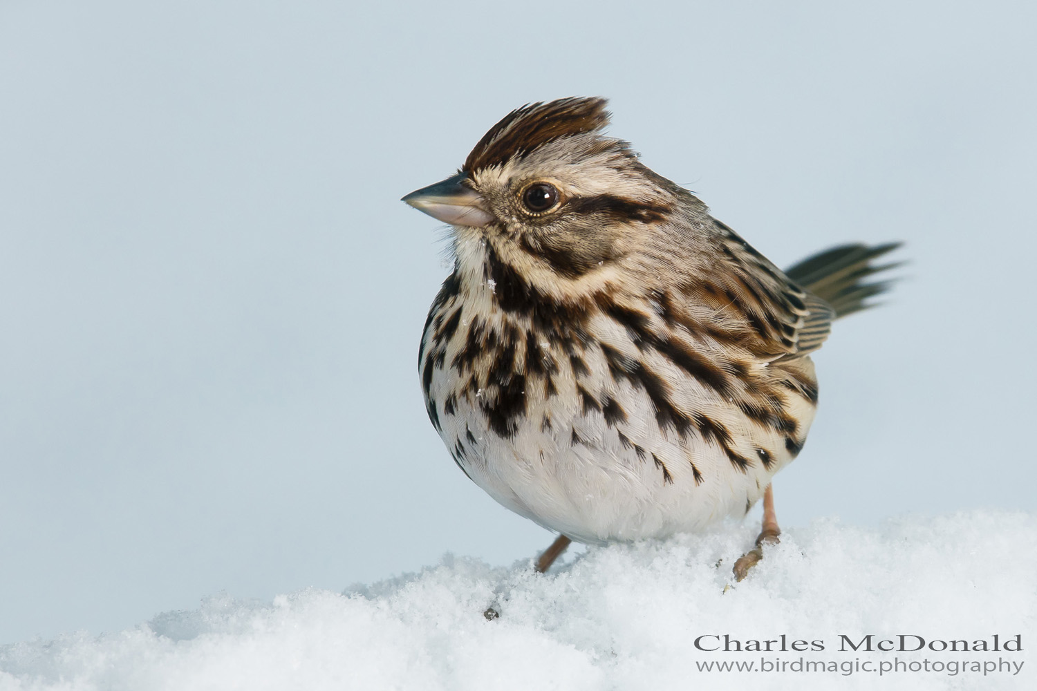 Song Sparrow