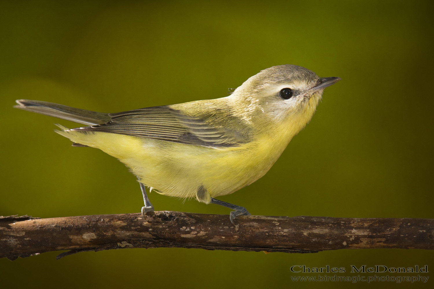 Warbling Vireo