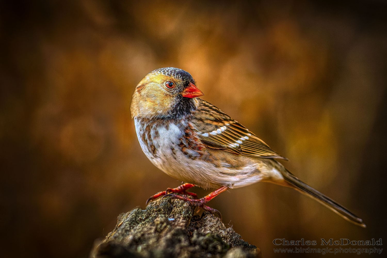 Harris's Sparrow