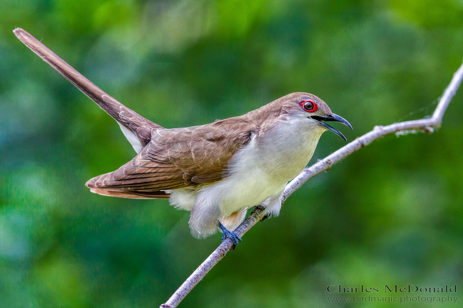 Black-billed Cuckoo