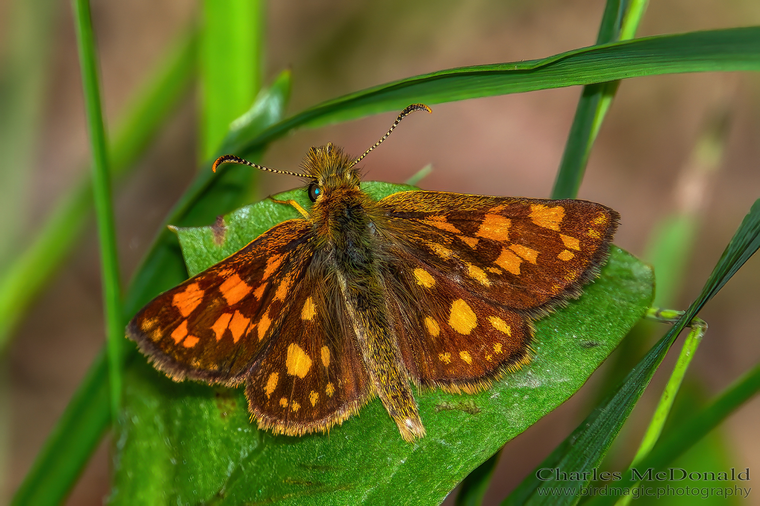 Arctic skipper