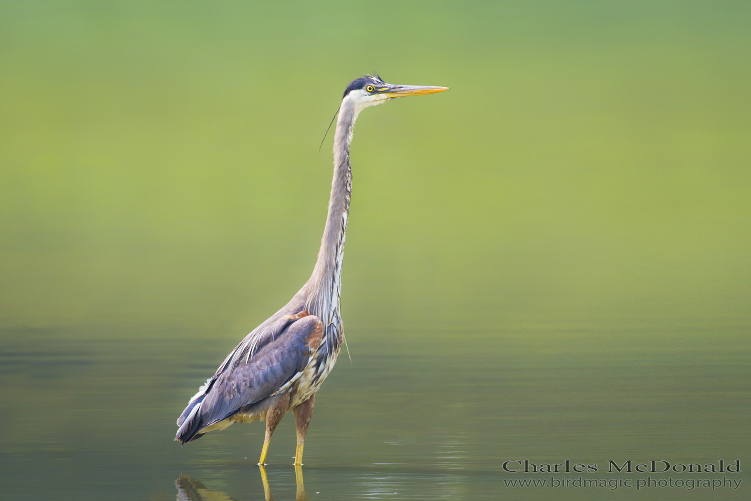 Great Blue Heron