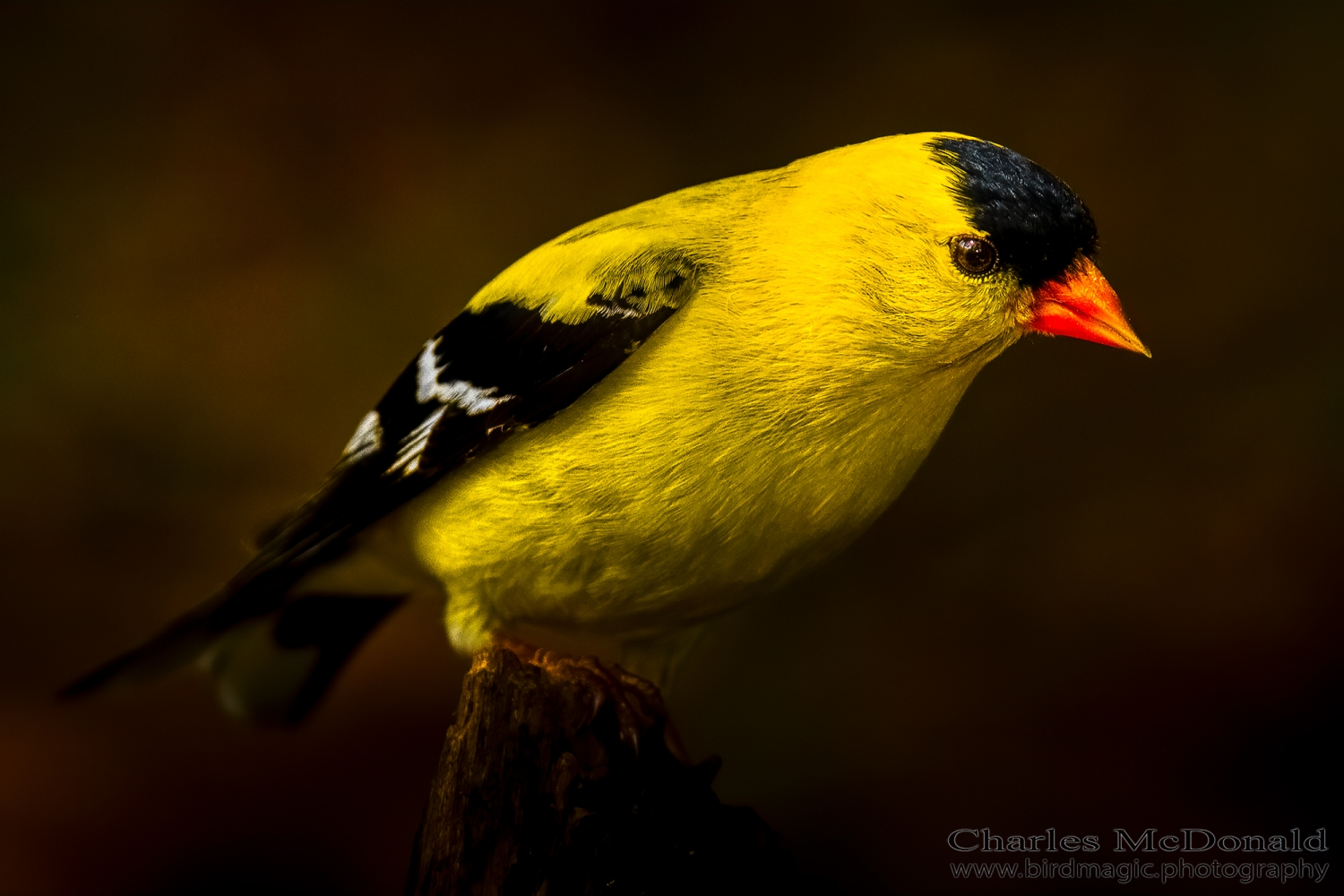 American Goldfinch