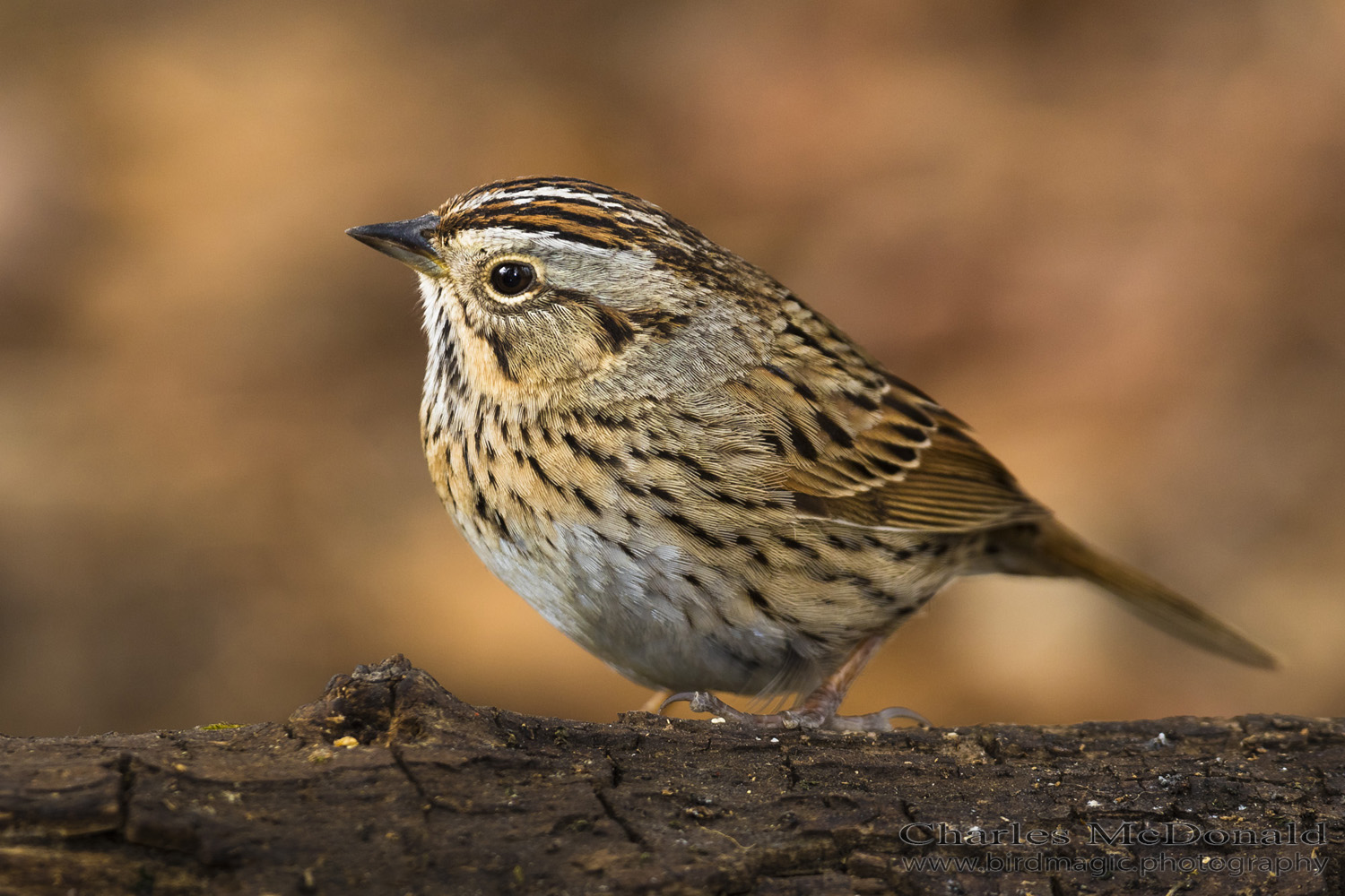 Lincoln's Sparrow