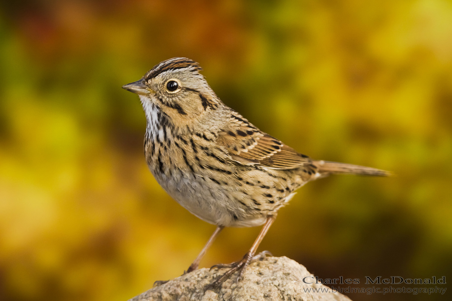 Lincoln's Sparrow