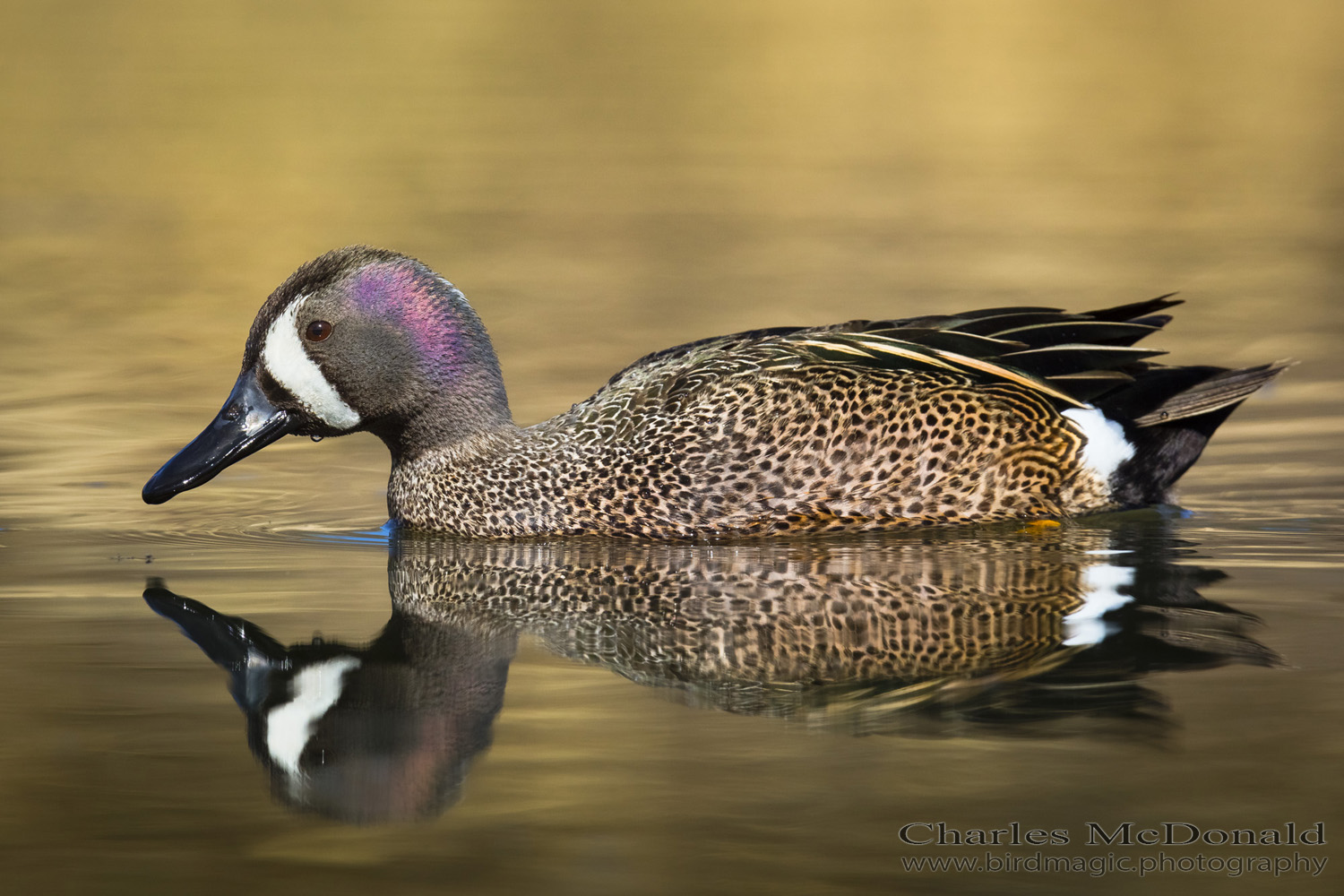 Blue-winged Teal