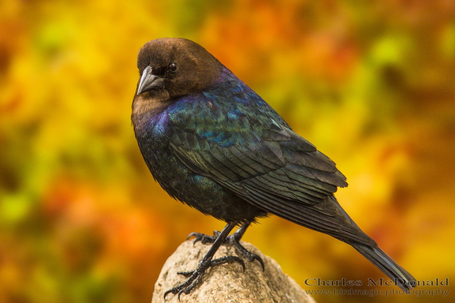 Brown-headed Cowbird