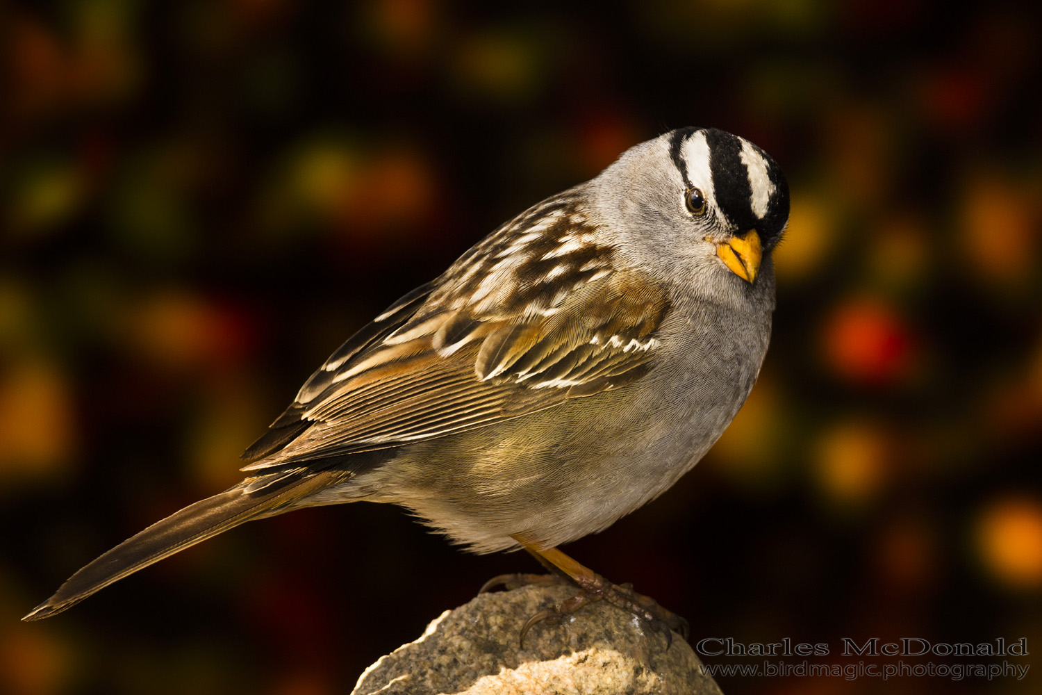 White-crowned Sparrow