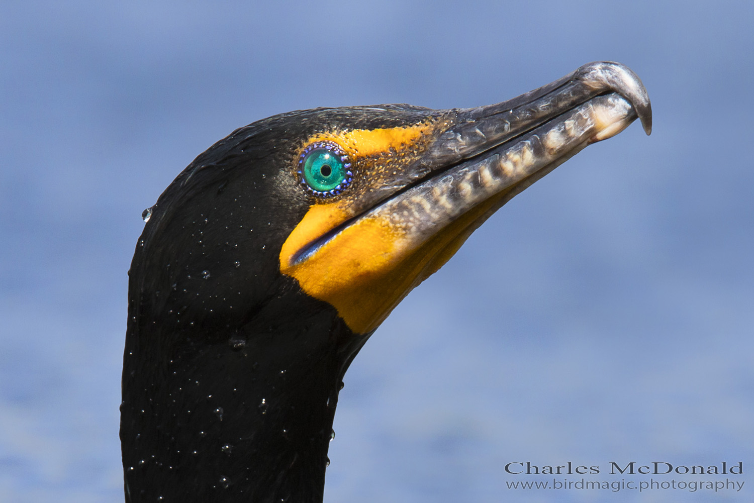 Double-crested Cormorant