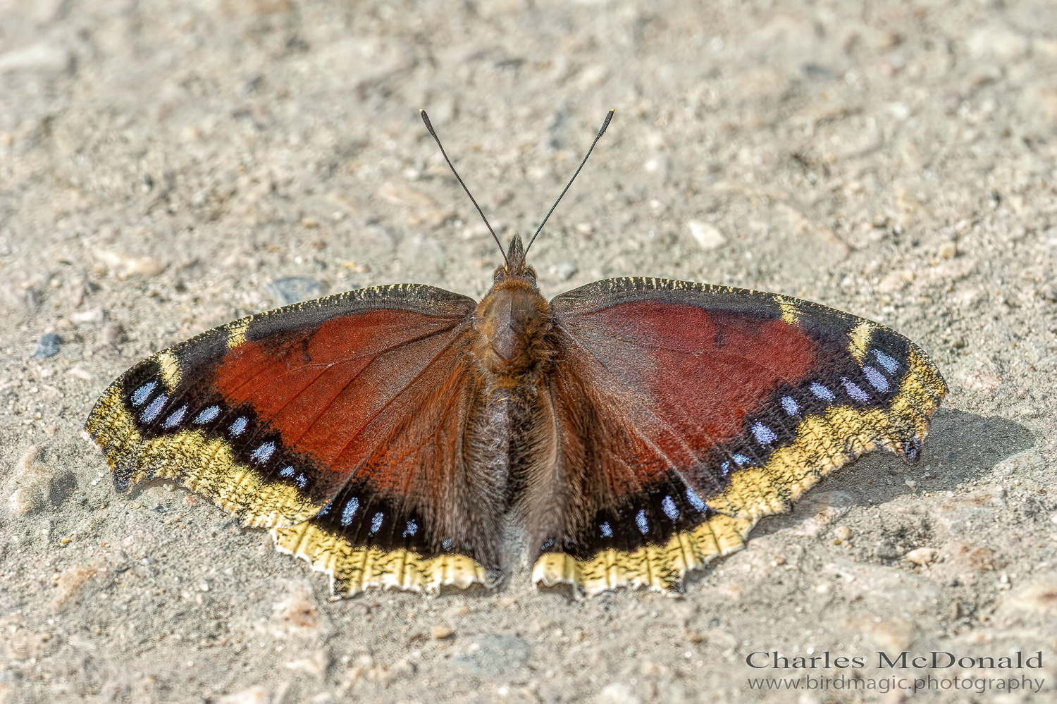 Mourning cloak