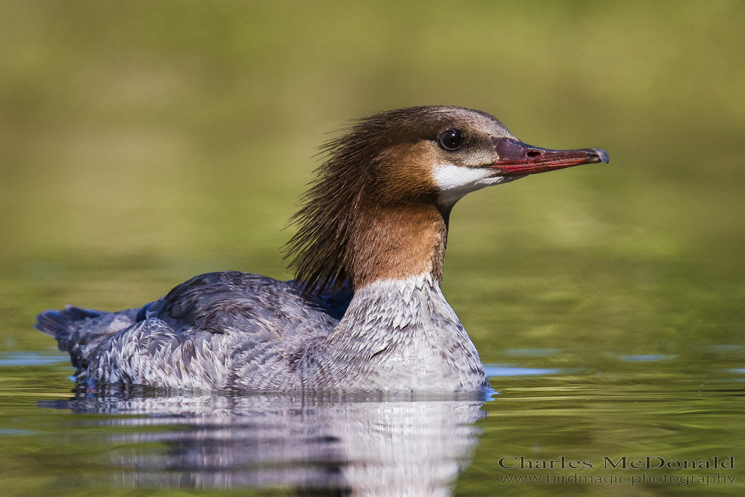 Common Merganser