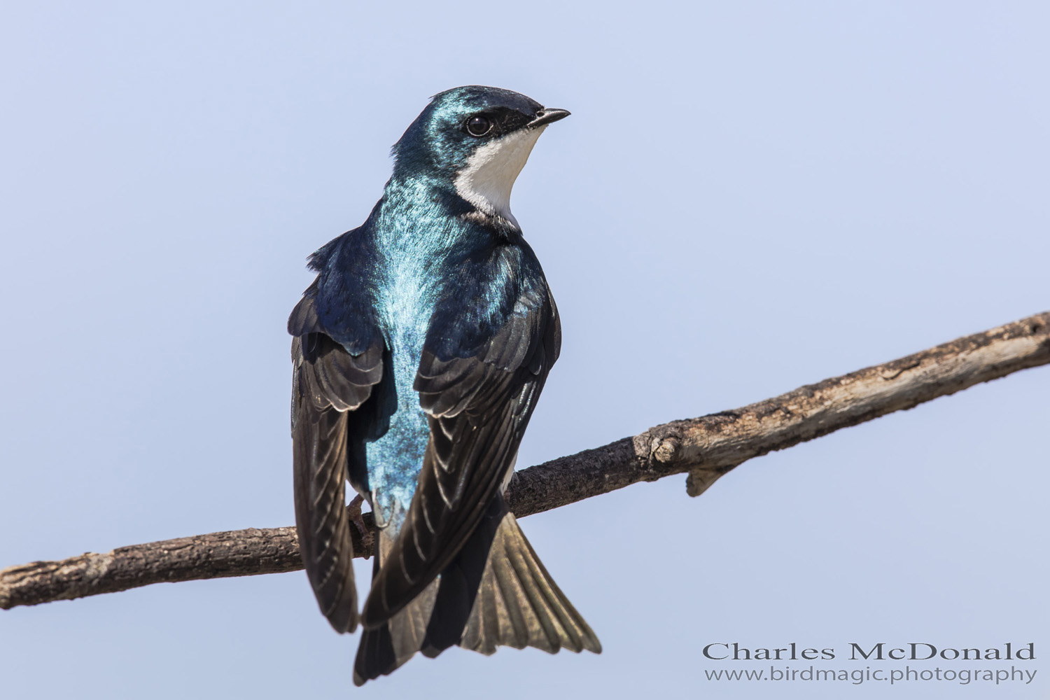 Tree Swallow