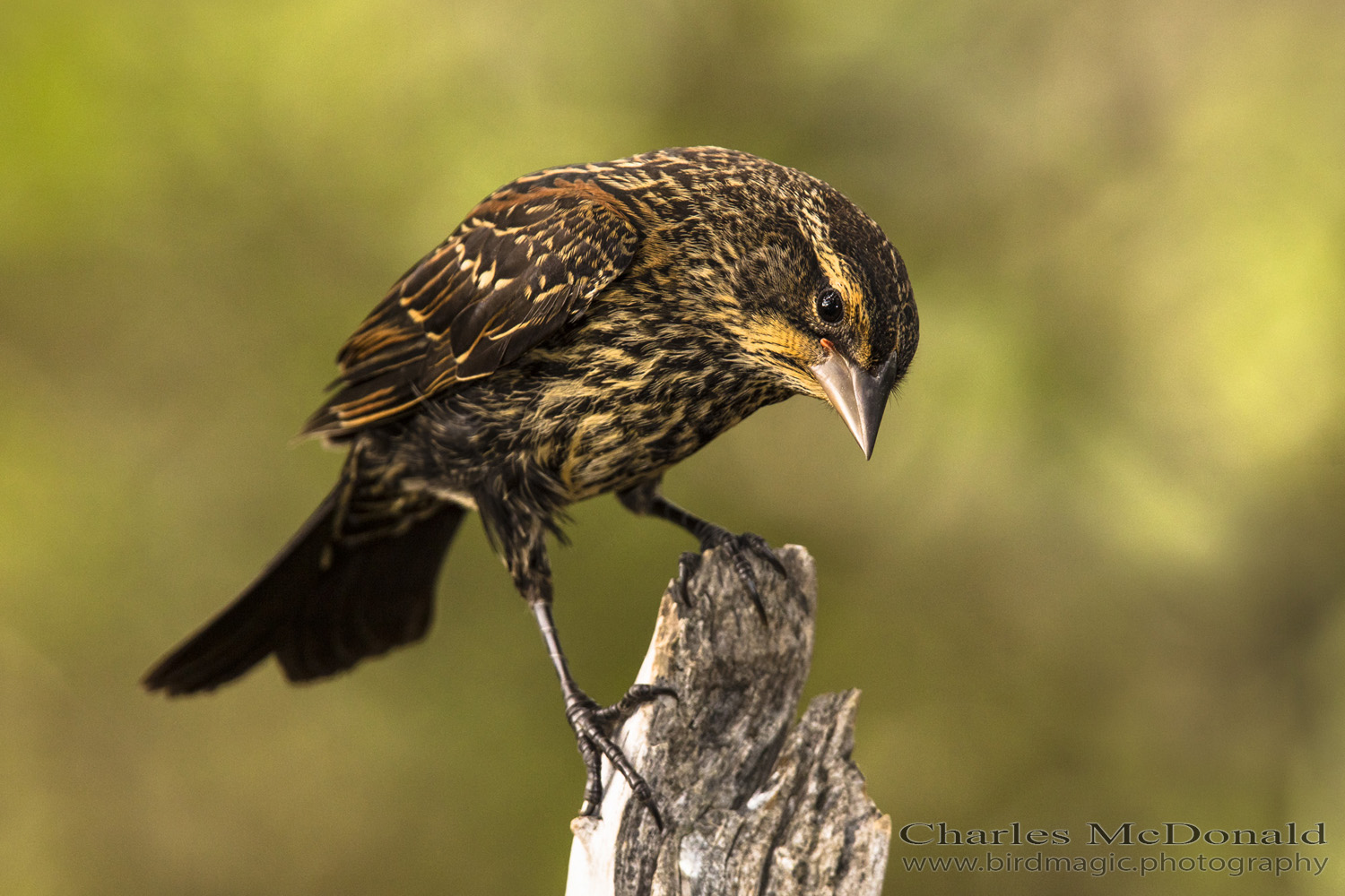 Red-winged Blackbird