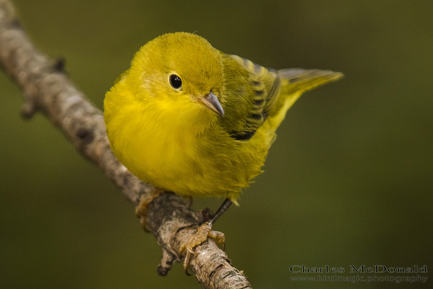 Yellow Warbler